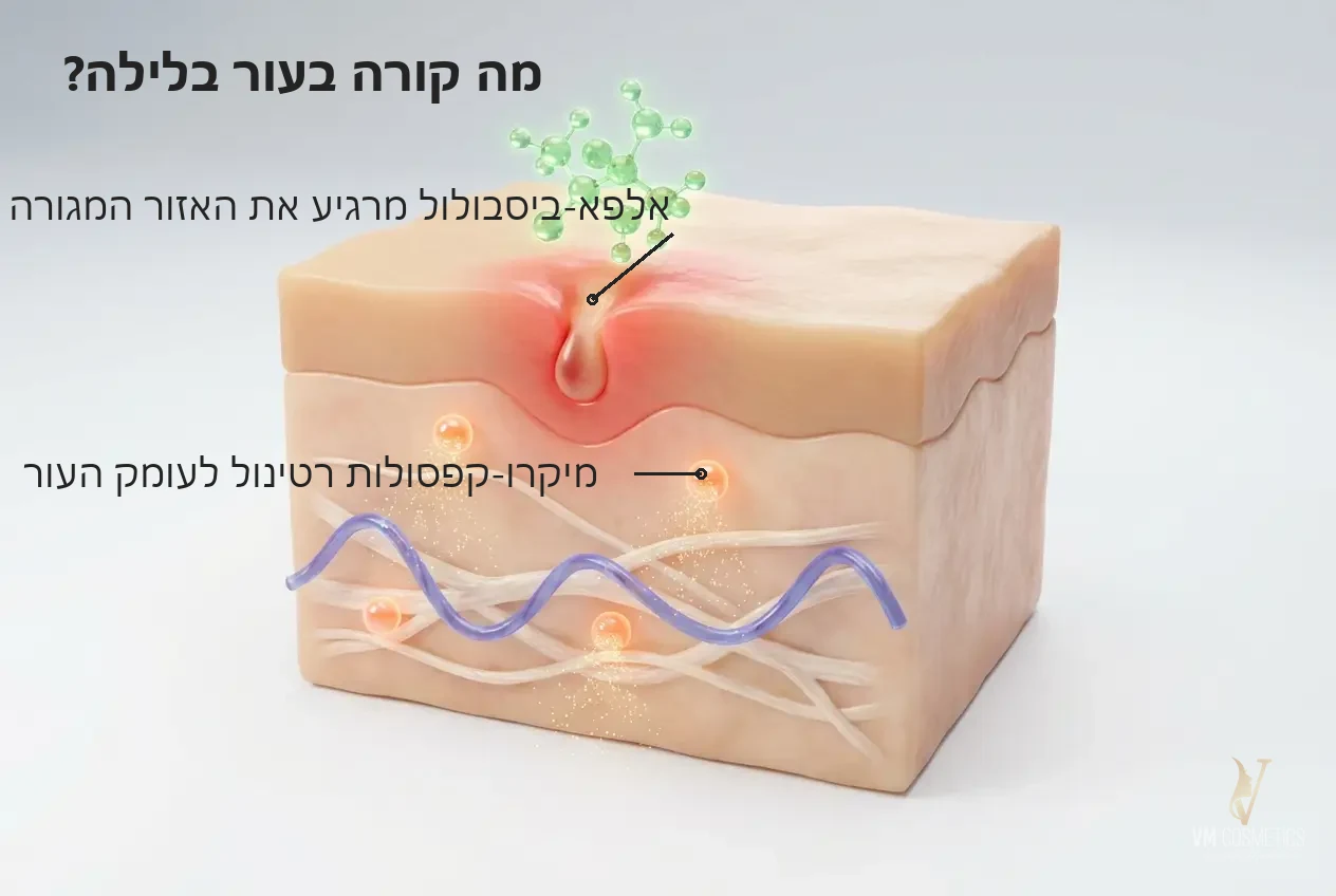 מה קורה בעור בלילה — איור מנגנון הרגעה וחידוש לילי - Reversal Forte HIKARI - VM Cosmetics