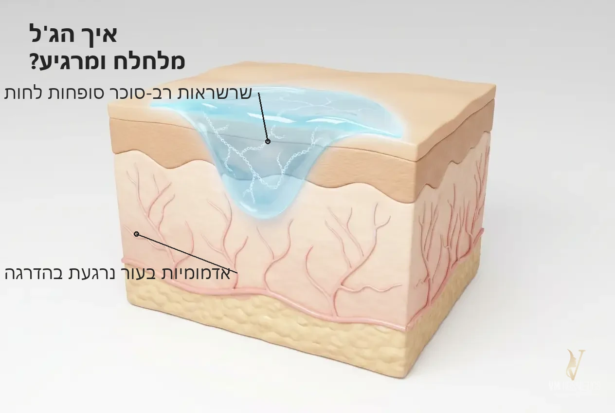 איך הג'ל מלחלח ומרגיע את העור — איור מנגנון: רב-סוכר תומך לחות והרגעת אדמומיות - ג'ל אלוורה ברבדוס 125 מ״ל Anna Lotan אנה לוטן - VM Cosmetics