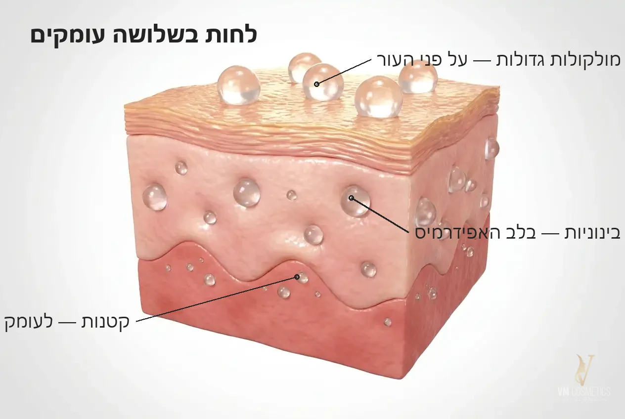לחות בשלושה עומקים   איור מנגנון: שלושה משקלי חומצה היאלורונית סרום פוראבר יאנג VM Cosmetics