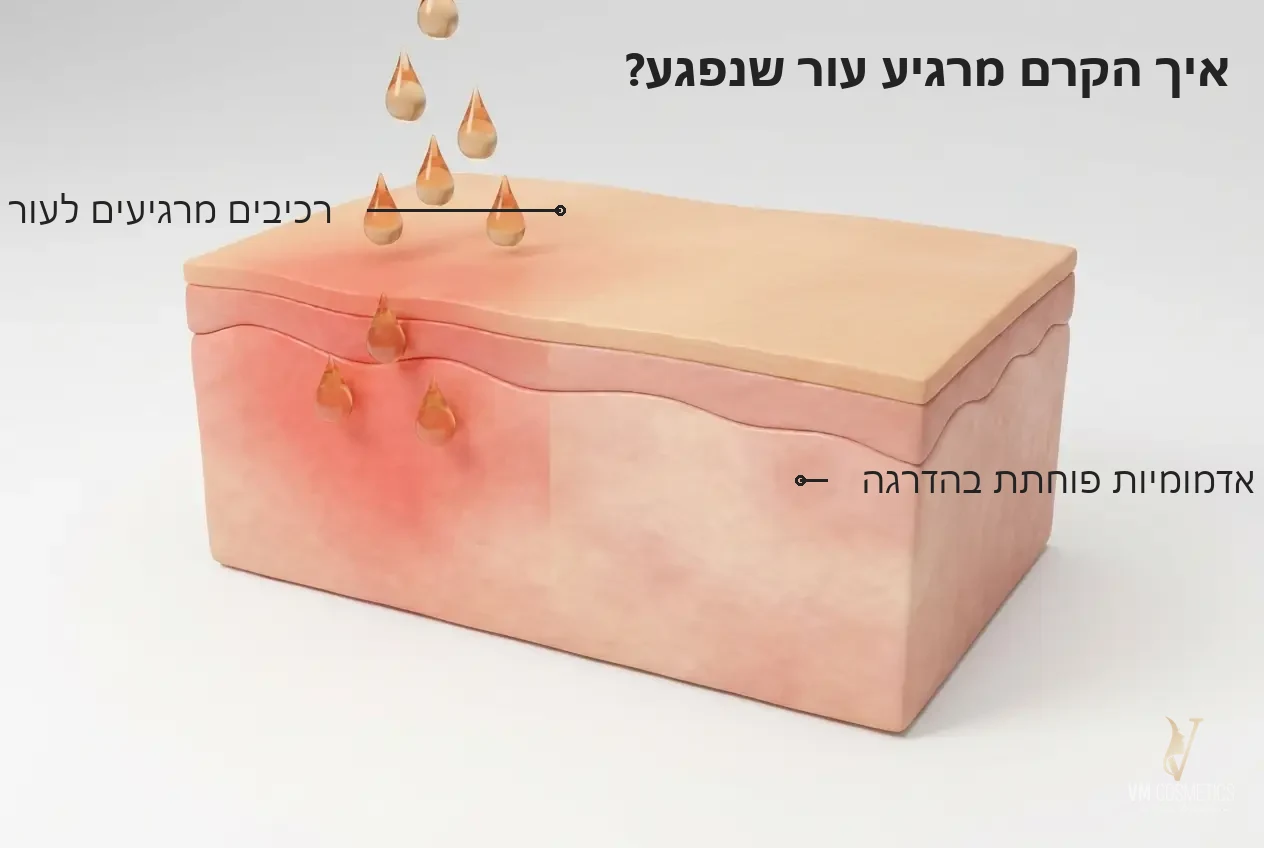 איור מנגנון הרגעת עור שעבר פגיעה שטחית — Trolamine Cream HIKARI - VM Cosmetics
