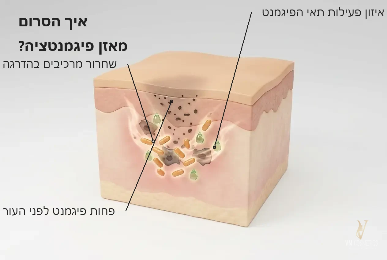 איור מנגנון: איזון תאי הפיגמנט ומיתון הטירוזינז — Chroma Therapy Serum סרום להבהרה ולגוון עור אחיד HIKARI היקארי - VM Cosmetics