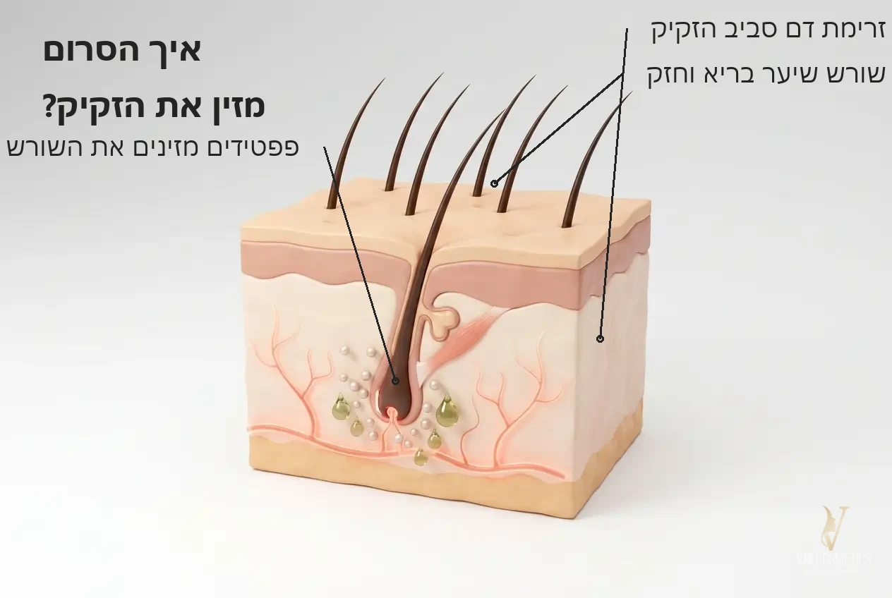 איור מנגנון: תמיכה בזקיק השערה לעידוד צמיחה — Hair-G Therapy Serum סרום לטיפול בנשירת שיער HIKARI היקארי - VM Cosmetics