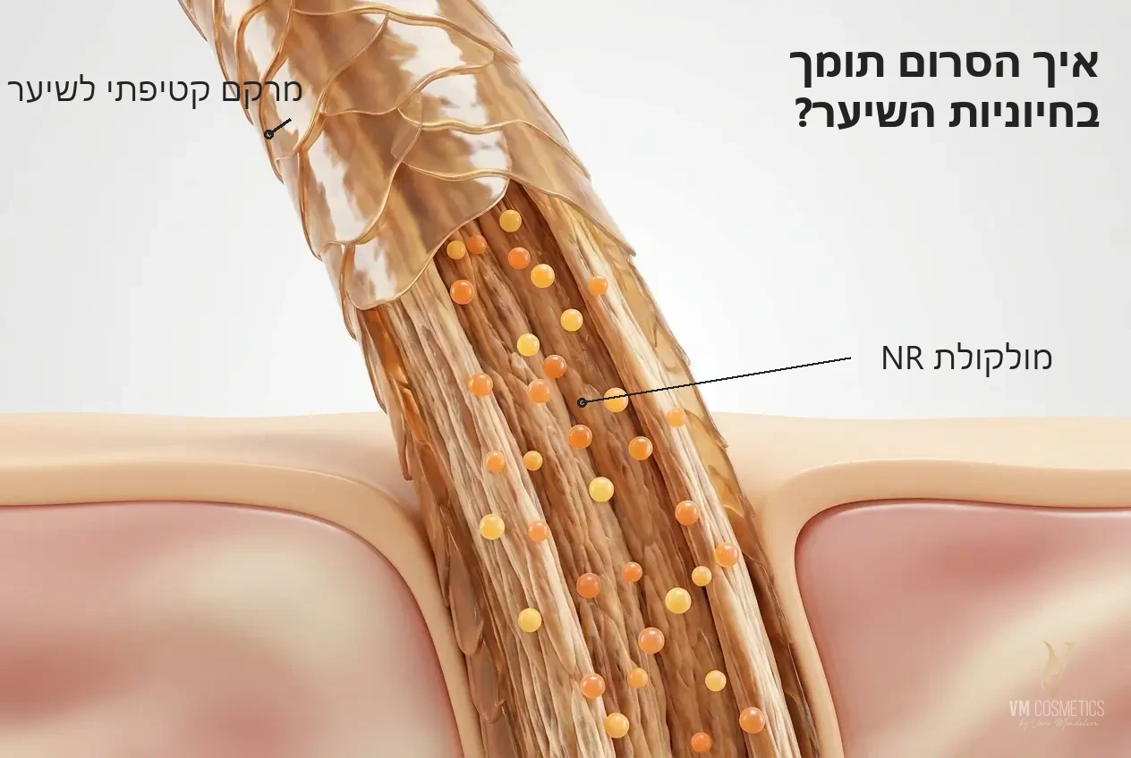 איור מנגנון תמיכה תאית בחיוניות השיער בעזרת מולקולת NR — Red Carpet Hair Serum HIKARI - VM Cosmetics