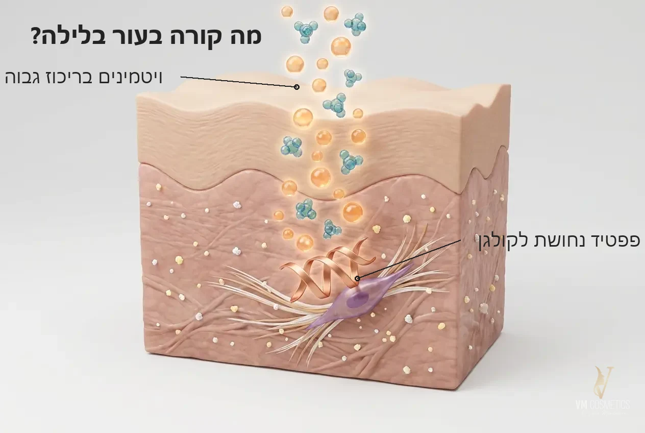 איור מנגנון: אספקת ויטמינים ופפטיד נחושת לתאי העור Vit Infusion Cream HIKARI VM Cosmetics
