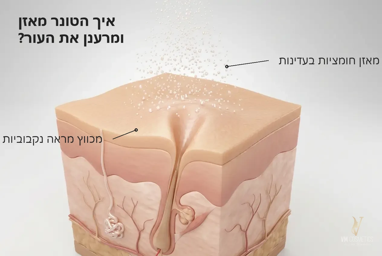 מאזן חומציות בעדינות איור מנגנון: חומצות הפירות בטונר מכווצות מראה נקבוביות פֵסְט אֵקשן טוֹנֶר FAST ACTIONE LINE Magiray מאג'יריי VM Cosmetics