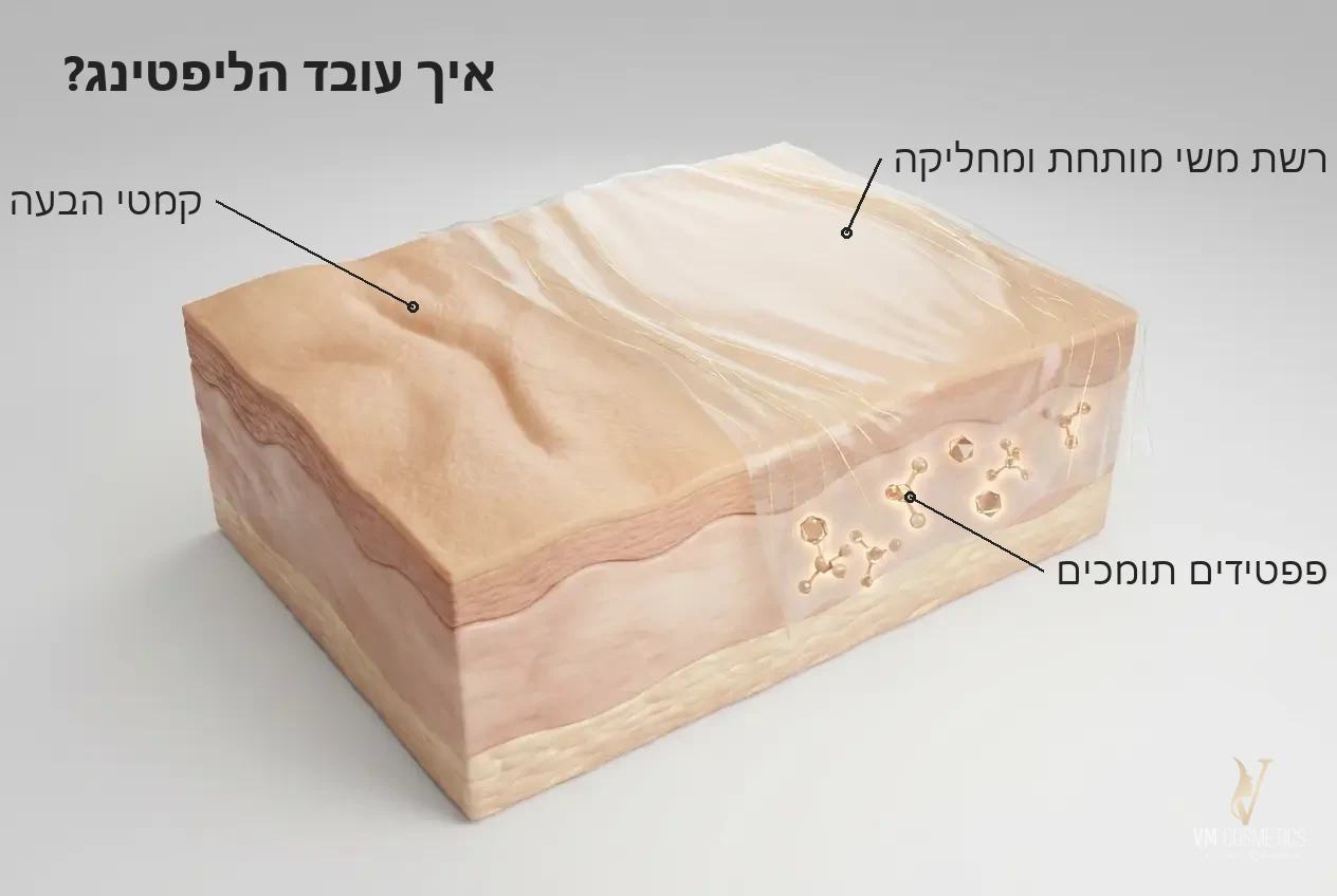 איך עובד הליפטינג — איור מנגנון: רשת משי ופפטידים מחליקים קמטי הבעה - סרום ליפטינג MUSE - VM Cosmetics