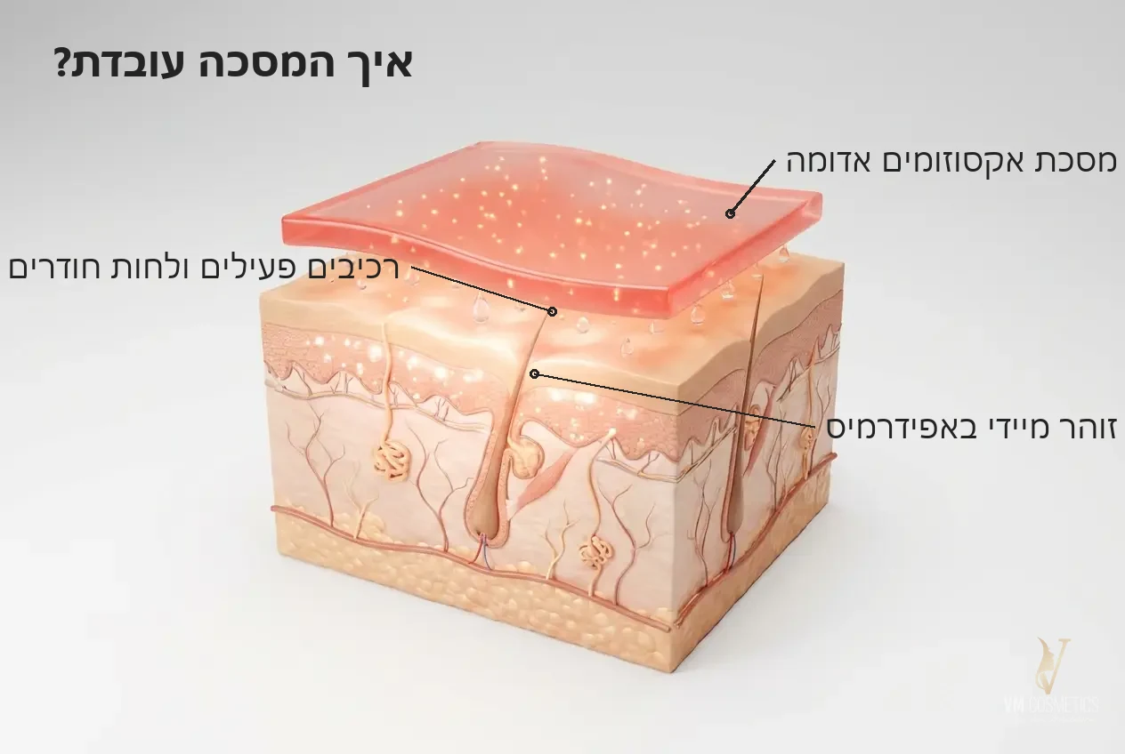 איך המסכה עובדת — איור מנגנון: מסכת אקסוזומים אדומה לזוהר מיידי - MUSE - VM Cosmetics