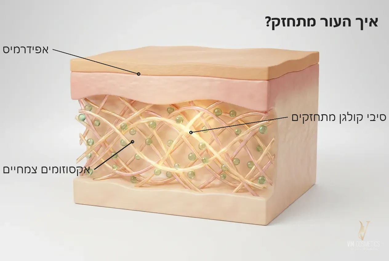 איך העור מתחזק — איור מנגנון: אקסוזומים צמחיים מחזקים את סיבי הקולגן - קרם טלוסנס MUSE - VM Cosmetics