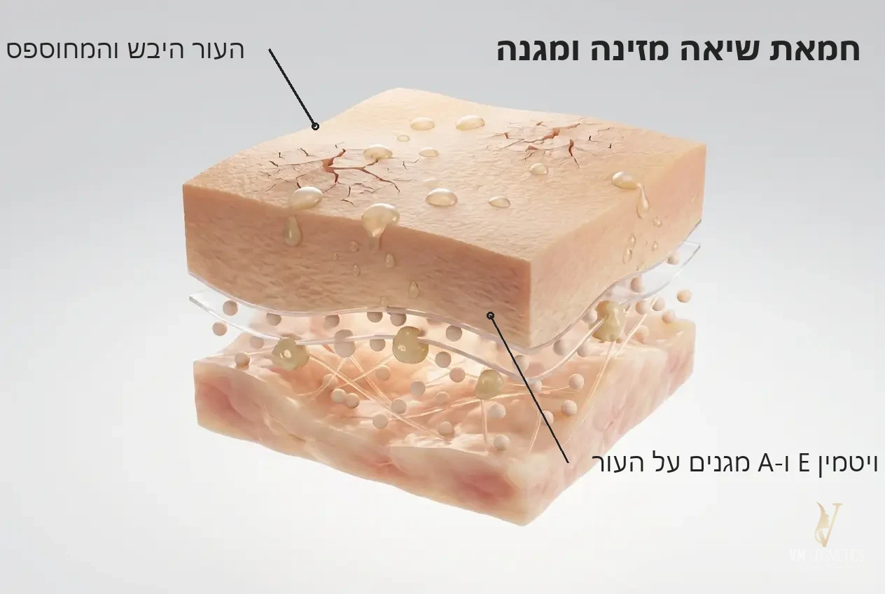 איור מנגנון: חמאת השיאה מזינה וויטמין E ו-A מגנים על העור - חמאת גוף בניחוח פריחת הדובדבן 250 מ״ל Tapuach - VM Cosmetics