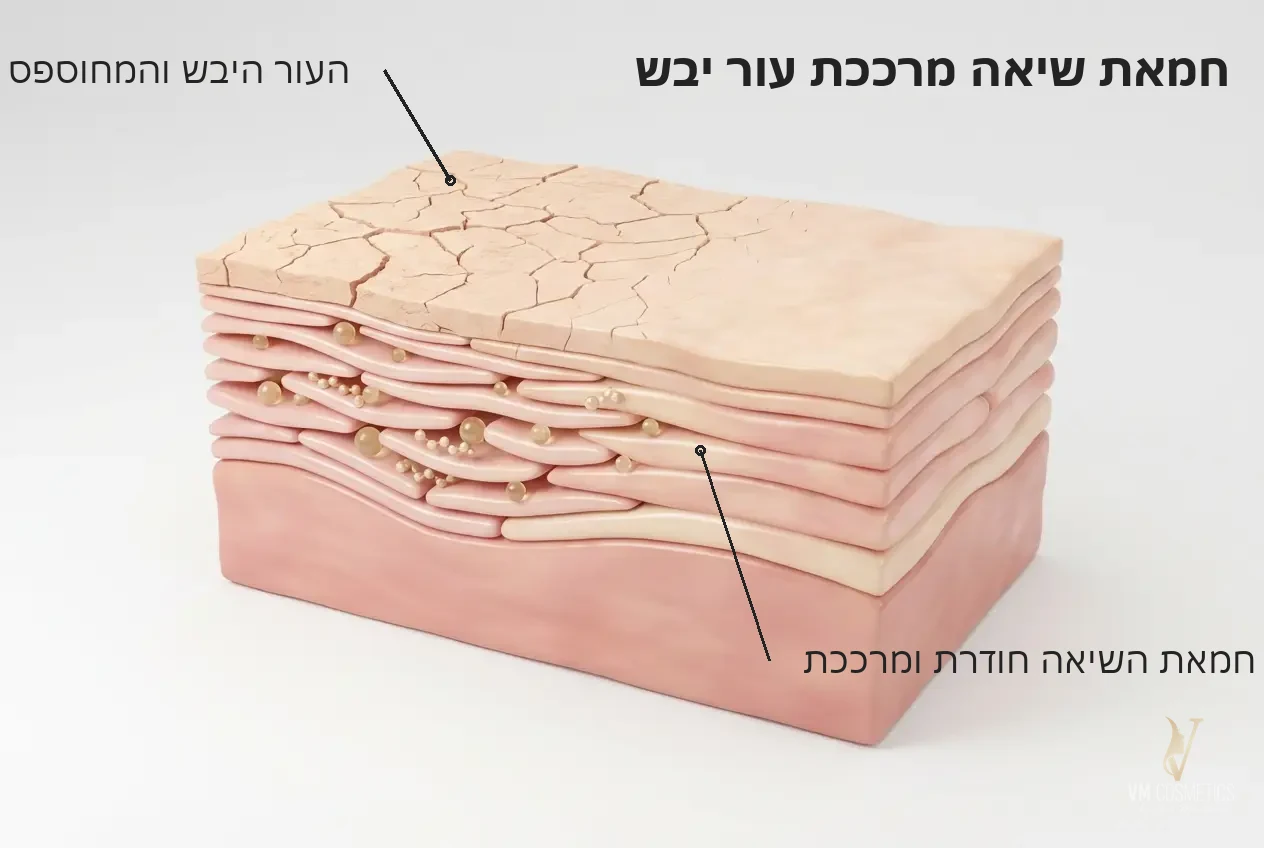 איור מנגנון: חמאת השיאה חודרת ומרככת את העור היבש - חמאת גוף בניחוח מאסק אנגלי 250 מ״ל Tapuach - VM Cosmetics