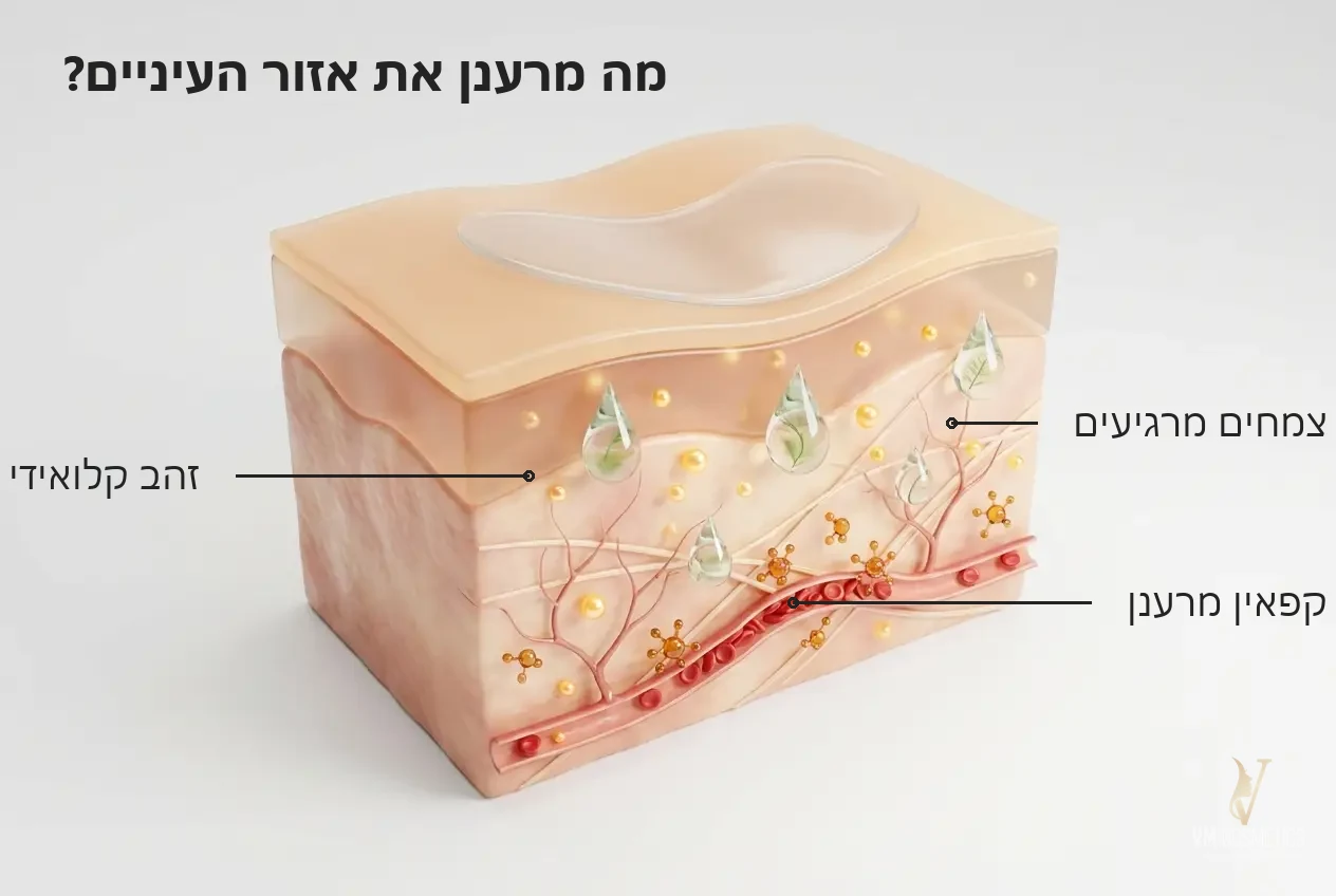 איור מנגנון: זהב קלואידי וקפאין פועלים באזור העדין שמסביב לעיניים - רטיות עיניים גולד 24K וקפאין 4 מ״ל Tapuach תפוח - VM Cosmetics