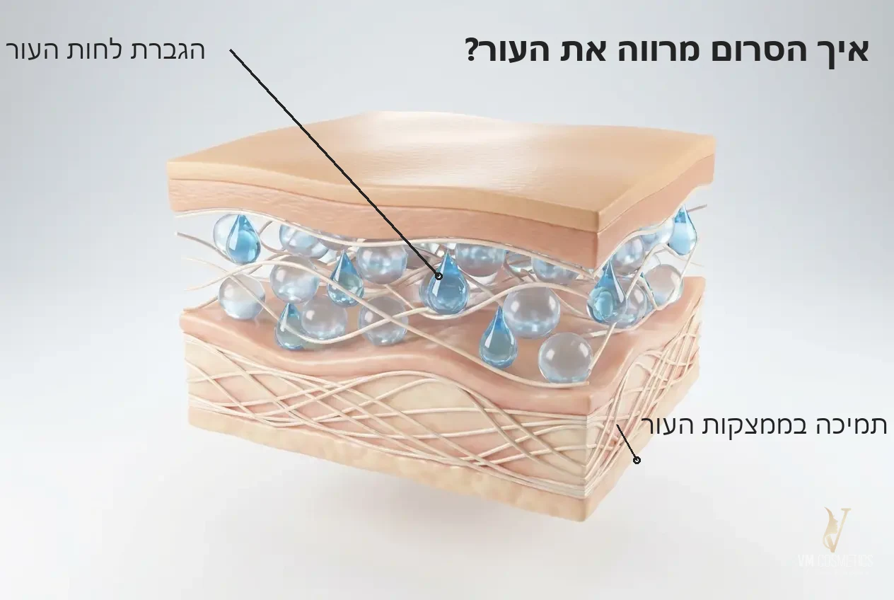 איור מנגנון: איך הסרום מגביר לחות ותומך בממצקות העור - סרום היאלורונית פעיל Tapuach - VM Cosmetics
