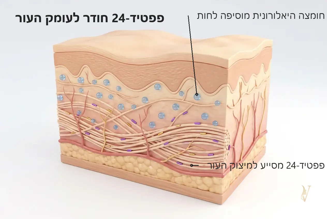איור מנגנון: פפטיד-24 מסייע למיצוק העור וחומצה היאלורונית מוסיפה לחות - בוסטר פפטיד-24 Tapuach - VM Cosmetics