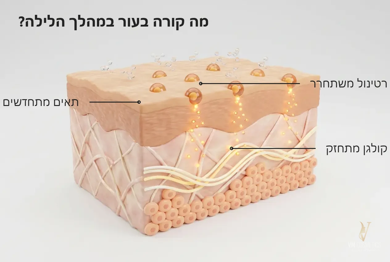 איור מנגנון: רטינול משתחרר מהמיקרו-קפסולה ותומך בחידוש תאים בלילה - קרם לילה רטינול 3% 30 מ״ל Tapuach תפוח - VM Cosmetics