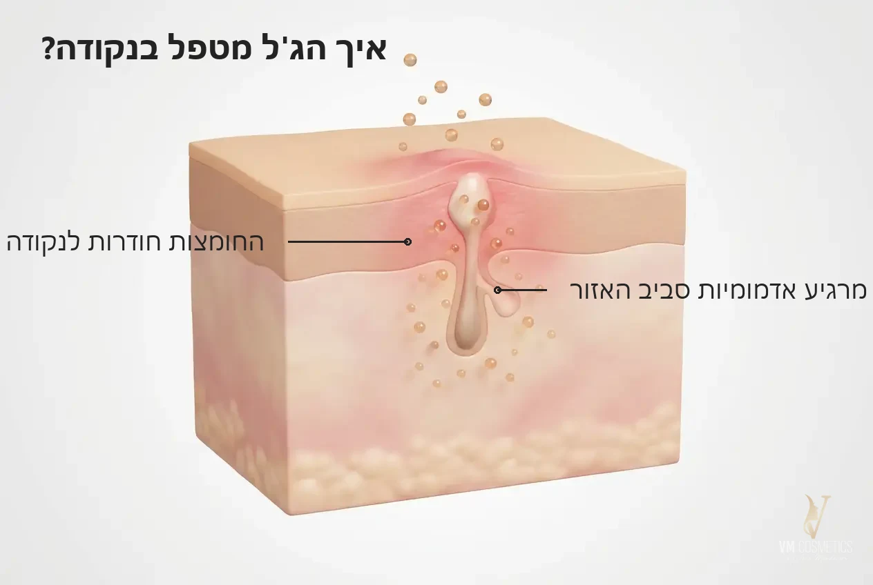איור מנגנון: החומצות חודרות לנקודה ומרגיעות אדמומיות - ג׳ל לייבוש וטיפול נקודתי Tapuach BH - VM Cosmetics